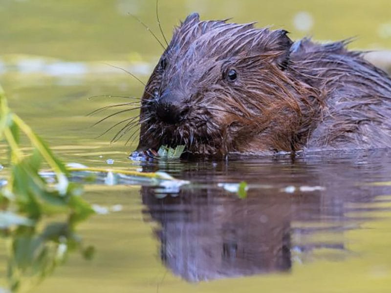 Embrace Nature in Windsor Essex County This Summer