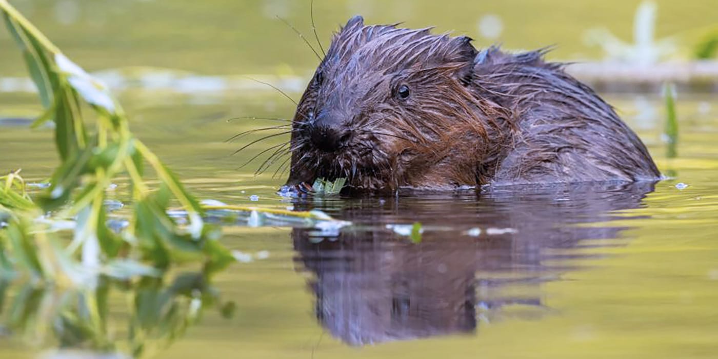 Embrace Nature in Windsor Essex County This Summer