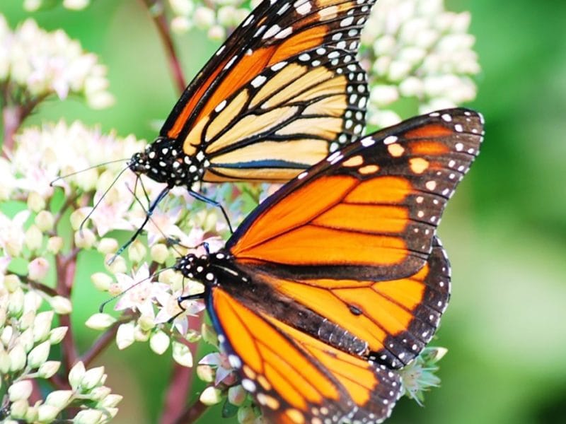 Monarch Butterflies Windsor Essex County