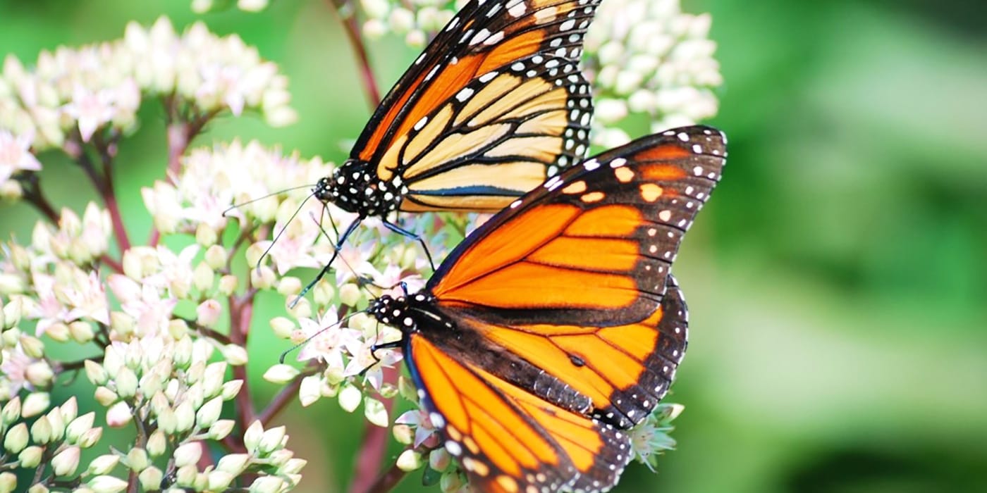 Monarch Butterflies Windsor Essex County