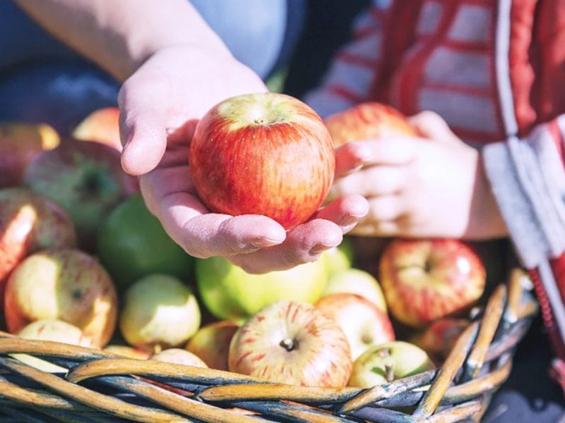 Autumn Harvest Festivals in Southern Ontario