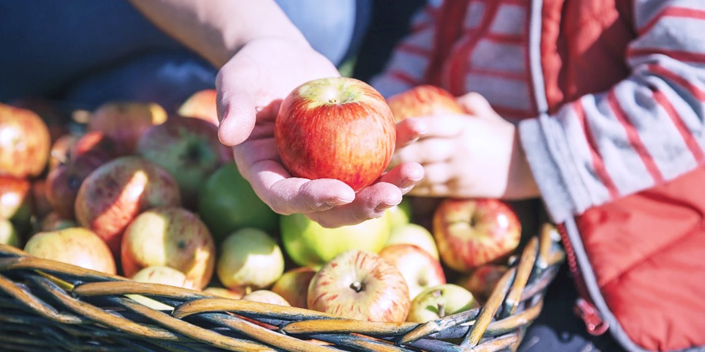 Autumn Harvest Festivals in Southern Ontario