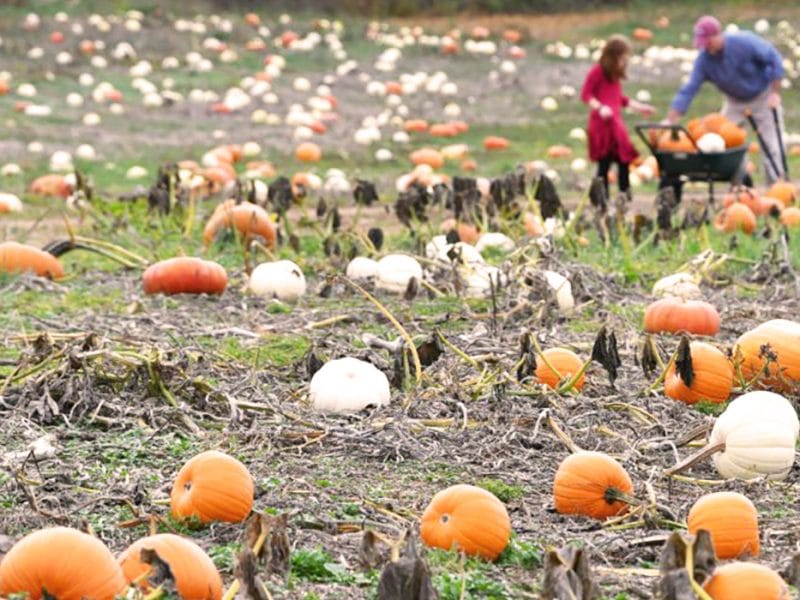 Pumpkin patches in Windsor Essex County