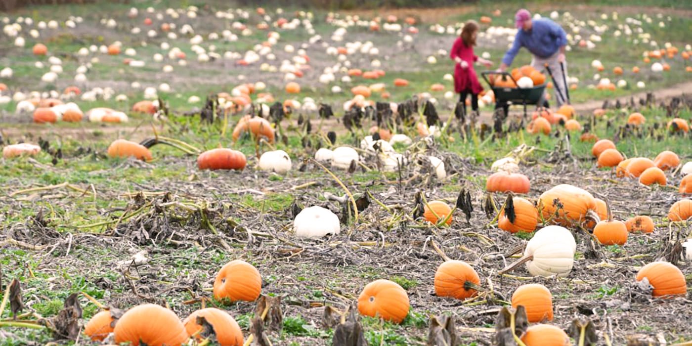 Pumpkin patches in Windsor Essex County